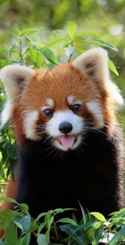 Avatar de PandaEclatant