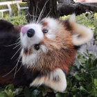 Avatar de Pandaryl