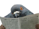 Avatar de Pigeoniqueur