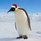 Avatar de pingouinkiwi