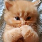 Avatar de pipouyoulechat