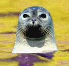 Avatar de PisseDePhoque