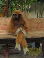 Avatar de pommecanelle