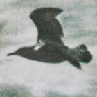 Avatar de posepascaici