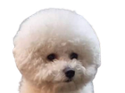 Avatar de Poupettox
