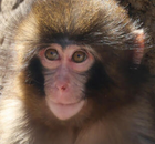 Avatar de PunchMonkhey