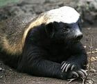 Avatar de Ratel-MMA2