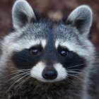 Avatar de RatonWasheur