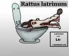 Avatar de RattusLatrinium