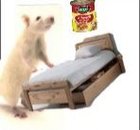 Avatar de Ratviolelit