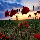 Avatar de rcramandine