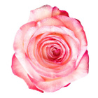 Avatar de ReaLara