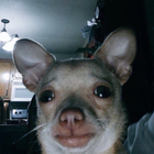 Avatar de RenoPacotille