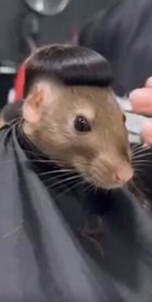 Avatar de RizAuSchwepps