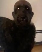 Avatar de Robinette59