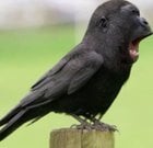 Avatar de SauceJardinier