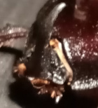 Avatar de scarabou