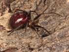 Avatar de Steatoda