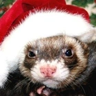 Avatar de SuperFuret