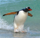 Avatar de surfingpenguin