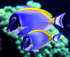 Avatar de TANK-FISH