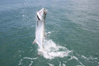 Avatar de tarpon-addict