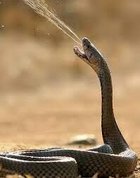 Avatar de Tatroplvenin