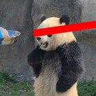 Avatar de Udran_back