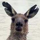 Avatar de UnKangourou