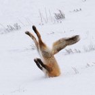 Avatar de VilainLoup