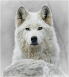 Avatar de whitewolf13