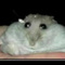 Avatar de -[Hampter]-