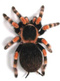 Avatar de 3_Brachypelma_