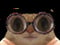 Avatar de 506gAmandes