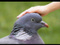 Avatar de 8_PALUMBUS_8