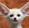 Avatar de [Fennek]