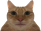 Avatar de AigleCeleste