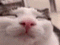 Avatar de Amateratsu]]