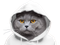 Avatar de AnusGracieux