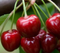 Avatar de Aromecerise3