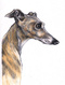Avatar de Aurdinaire-
