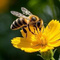 Avatar de Beekeeper