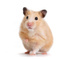 BifleDeHamster