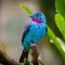 Avatar de BirdWing