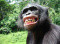 Avatar de bonobo123465