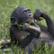 Avatar de BonoboDream