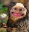 Bonsoiratousse