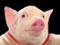 Avatar de Bouffieironie4