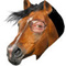 Avatar de Burnedecheval