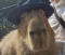Avatar de Capybara_Cooker